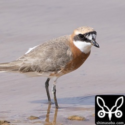 メダイチドリの夏羽。この時季、冬羽の個体がほとんどなのですが、たまに夏休み気分が抜けない個体がいます。どこからやってっ来るんでしょうね?