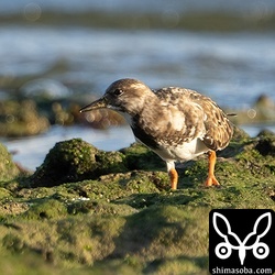 キョウジョシギ冬羽。