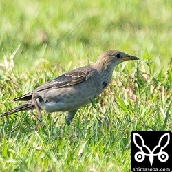 年が明けるころには、換羽も進みバライロムクドリらしい色に変わると思われます。