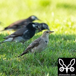 ムクドリと大きさ比べ。バライロムクドリの方が少し小さく見えます。