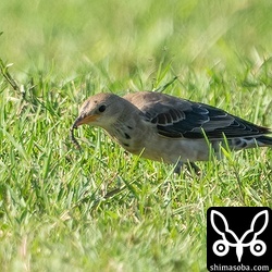 なにかの幼虫を捕まえたバライロムクドリ。