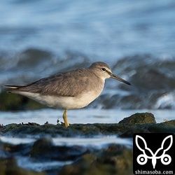 キアシシギ第1回冬羽。