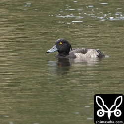 キンクロハジロのオス。エクリプスから生殖羽へ衣替え中です。