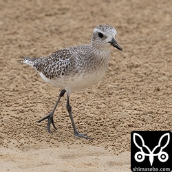 ダイゼン冬羽。