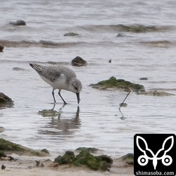 ミユビシギ冬羽。石垣島は沖縄本島に比べて少ないです。