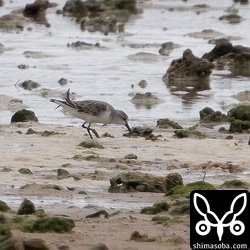 トウネン冬羽。数羽が海岸にいました。