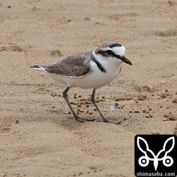 シロチドリのオス冬羽。