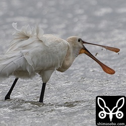 水の張られた水田でカダヤシのような小魚を捕まえていました。