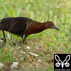 オオクイナはカラスの気配には結構、敏感に反応していましたが、この個体は人間はあまり恐れないようでした。