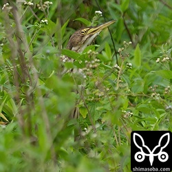 リュウキュウヨシゴイ幼鳥。オオヨシゴイを追い払ってしまった…。^^;