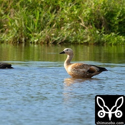 こちらは上の写真の前の日の夕方。この時は幼鳥だけでした。