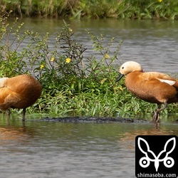 アカツクシガモの成鳥。警戒心はちょっと薄らいできました。