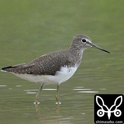 クサシギもぱらぱらといます。