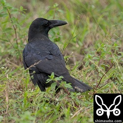 八重山固有亜種のオサハシブトガラスと合流していましたr。