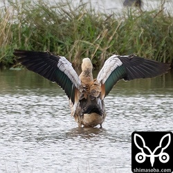 アカツクシガモ幼鳥のパタパタ。