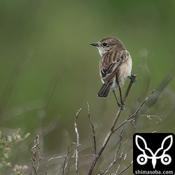 数少ないですが、ノビタキもだらだらと石垣島を通過して行きます。