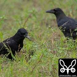 ミヤマガラス(左)とオサハシブトガラス。ハシブトガラスよりはミヤマガラスの方が一回り小さいのですが、オサハシブトガラスは小さな亜種なので、ミヤマガラスとほとんど同じ大きさでした。