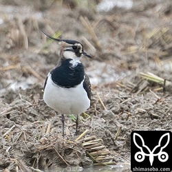 昨年に続き、今季も多いタゲリ。この個体は単独でしたが、ほかでは十数羽以上の群れがいくつか越冬しています。