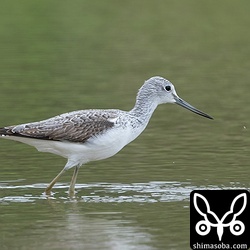 アオアシシギ第1回冬羽。越冬しているのはほぼ幼鳥。