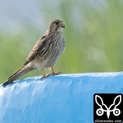 チョウゲンボウの幼鳥。肉眼ではチョウセンチョウゲンボウかと思いましたが、そうでもなさそうです。