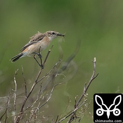 クモを捕まえたノビタキ。
