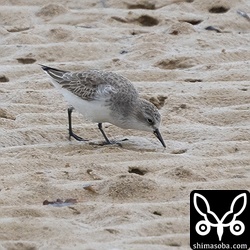 トウネンが海岸に十数羽。