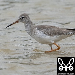 アカアシシギ第1回冬羽。数羽の群れがあちこちに。