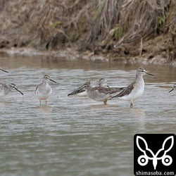 タカブシギの小群。水浴びしていました。