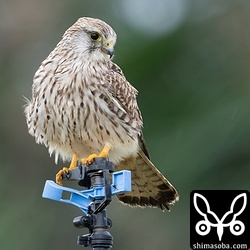 チョウセンチョウゲンボウ幼鳥。警戒心ゼロで近くで観察できました。