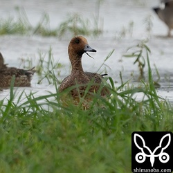 ヒドリガモのオス。