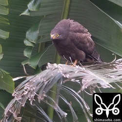 普通のサシバに怒りを表すブラックサシバ。