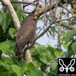 後ろから。やはりかっこいいですね。