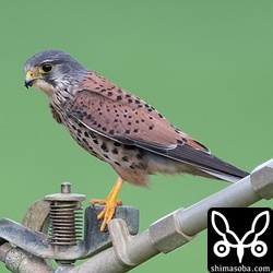 チョウゲンボウのオス。警戒心のない個体。