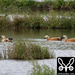 アカツクシガモの幼鳥(左)と成鳥2羽。ほかにも2羽いて島内にはアカツクシガモが5羽います。
