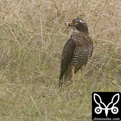 ブラックサシバとせめぎ合っている普通のサシバ。メス個体です。
