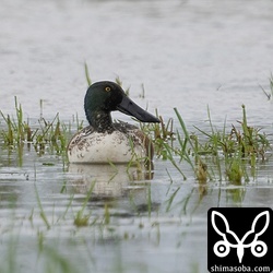 ハシビロガモのオス。