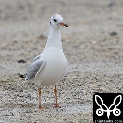 ユリカモメが数羽飛来中。