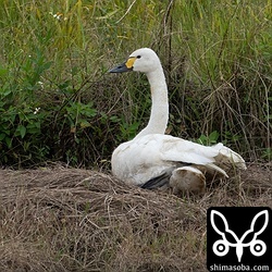 コハクチョウは2羽が滞在中。