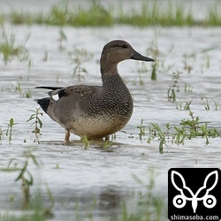 オカヨシガモのオス。