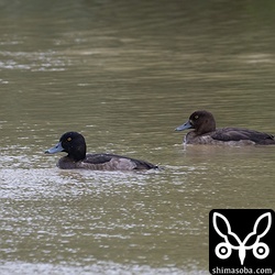 キンクロハジロが沈砂池に3羽。ダムには200羽ぐらいいますが…。^^;