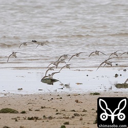 シロチドリやミユビシギ、メダイチドリの越冬組。