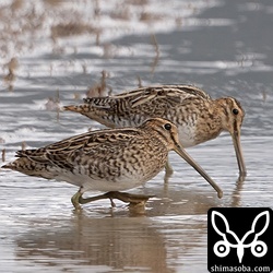 複数の田んぼを巡り、累計200羽ほどのタシギを見た中でやっと発見した越冬チュウジシギ。年内に必ず見つけておきたいとむきになって探しましたが、とても疲れました。^^;