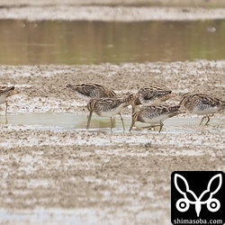 タシギの群れ。石垣島内では、10羽から30羽の群れになって越冬中。