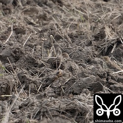 ムネアカタヒバリ3羽。今季は少なめです。