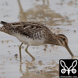 タシギ第1回冬羽。