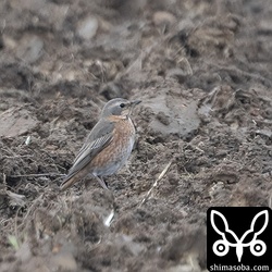 こちらはかなりスモーキーな色合い。
