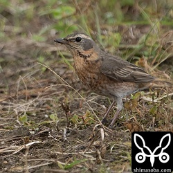 ハチジョウツグミ第1回冬羽。