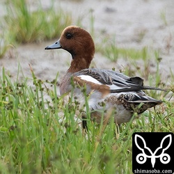ヒドリガモ成鳥オス。エクリプスから生殖羽へ換羽中。