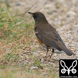 アカハラ成鳥冬羽。