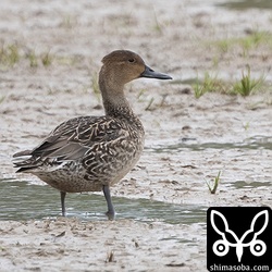 オナガガモの成鳥メス。非生殖羽。